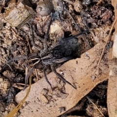 Tasmanicosa sp. (genus) at Captains Flat, NSW - 16 Jul 2022