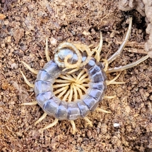 Cormocephalus sp.(genus) at Captains Flat, NSW - 16 Jul 2022 01:44 PM