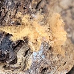 Arcyria sp. (genus) (A slime mould) at Primrose Valley, NSW - 16 Jul 2022 by trevorpreston