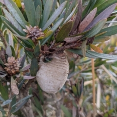 Mantidae - egg case (family) (Egg case of praying mantis) at Watson Green Space - 16 Jul 2022 by AniseStar