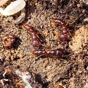 Amblyopone sp. (genus) at Primrose Valley, NSW - 16 Jul 2022 01:41 PM