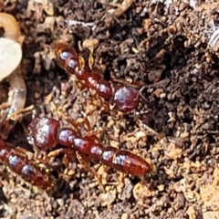 Amblyopone sp. (genus) at Primrose Valley, NSW - 16 Jul 2022 01:41 PM