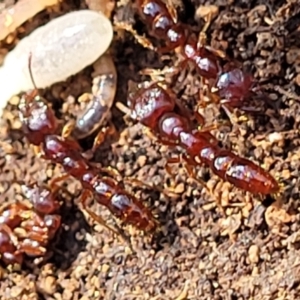 Amblyopone sp. (genus) at Primrose Valley, NSW - 16 Jul 2022