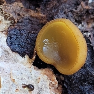 Aleurina ferruginea at Primrose Valley, NSW - 16 Jul 2022