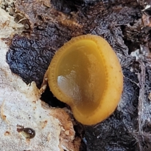 Aleurina ferruginea at Primrose Valley, NSW - 16 Jul 2022