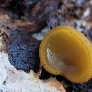 Aleurina ferruginea at Primrose Valley, NSW - 16 Jul 2022