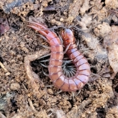 Cormocephalus sp.(genus) at Captains Flat, NSW - 16 Jul 2022