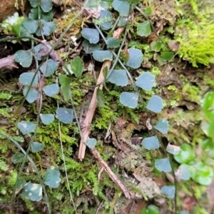 Asplenium flabellifolium at Captains Flat, NSW - 16 Jul 2022