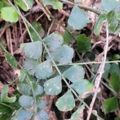 Asplenium flabellifolium at Captains Flat, NSW - 16 Jul 2022