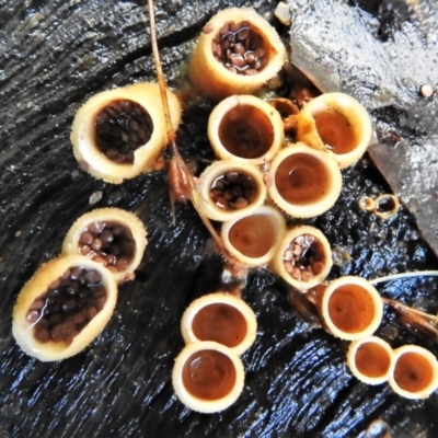 Nidula niveotomentosa (A birds-nest fungus) at Paddys River, ACT - 13 Jul 2022 by JohnBundock