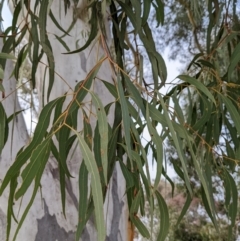 Eucalyptus mannifera (Brittle Gum) at Watson, ACT - 15 Jul 2022 by AniseStar