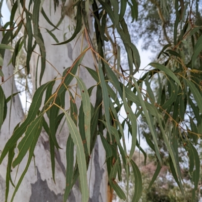 Eucalyptus mannifera (Brittle Gum) at Watson, ACT - 15 Jul 2022 by AniseStar
