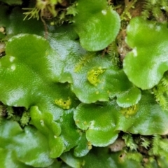 Lunularia cruciata (A thallose liverwort) at Captains Flat, NSW - 16 Jul 2022 by trevorpreston