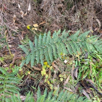 Polystichum proliferum (Mother Shield Fern) at Captains Flat, NSW - 16 Jul 2022 by trevorpreston