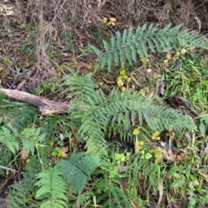 Polystichum proliferum at Captains Flat, NSW - 16 Jul 2022 01:33 PM