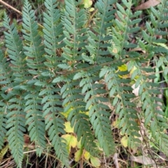 Polystichum proliferum at Captains Flat, NSW - 16 Jul 2022 01:33 PM