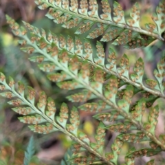 Polystichum proliferum at Captains Flat, NSW - 16 Jul 2022 01:33 PM