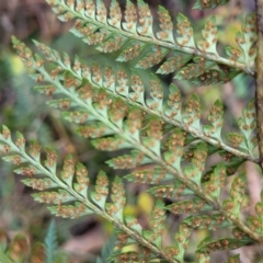 Polystichum proliferum at Captains Flat, NSW - 16 Jul 2022 01:33 PM