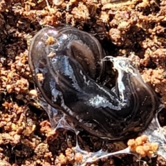 Parakontikia ventrolineata (Stripe-bellied flatworm) at Yanununbeyan State Conservation Area - 16 Jul 2022 by trevorpreston