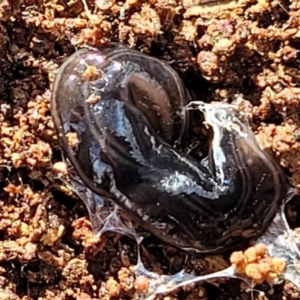 Parakontikia ventrolineata at Captains Flat, NSW - 16 Jul 2022