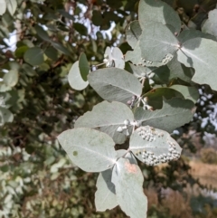 Eucalyptus cinerea subsp. cinerea (Argyle Apple) at Watson, ACT - 16 Jul 2022 by AniseStar