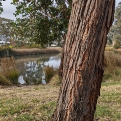 Eucalyptus cinerea subsp. cinerea at Watson, ACT - 16 Jul 2022 09:20 PM