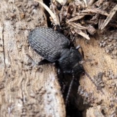 Adelium porcatum (Darkling Beetle) at Captains Flat, NSW - 16 Jul 2022 by trevorpreston