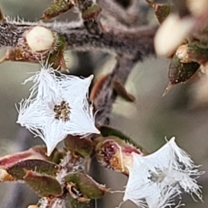 Leucopogon attenuatus at Captains Flat, NSW - 16 Jul 2022