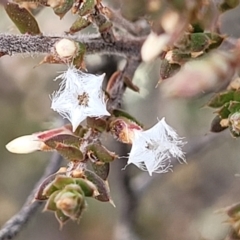 Leucopogon attenuatus at Captains Flat, NSW - 16 Jul 2022