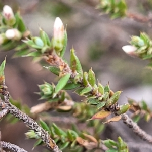 Leucopogon attenuatus at Captains Flat, NSW - 16 Jul 2022