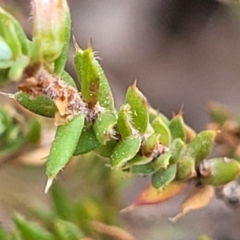 Leucopogon attenuatus at Captains Flat, NSW - 16 Jul 2022