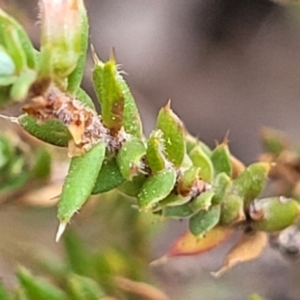 Styphelia attenuata at Captains Flat, NSW - 16 Jul 2022