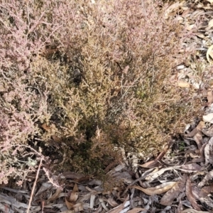 Leucopogon attenuatus at Captains Flat, NSW - 16 Jul 2022