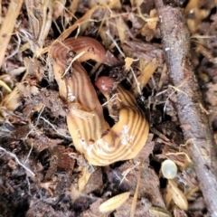Fletchamia quinquelineata (Five-striped flatworm) at Yanununbeyan State Conservation Area - 16 Jul 2022 by trevorpreston