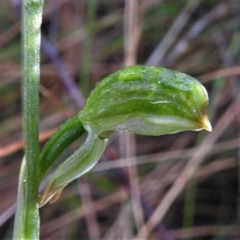 Bunochilus montanus (ACT) = Pterostylis jonesii (NSW) (Montane Leafy Greenhood) at Paddys River, ACT - 13 Jul 2022 by JohnBundock