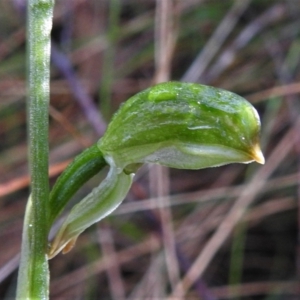 Bunochilus montanus (ACT) = Pterostylis jonesii (NSW) at Paddys River, ACT - suppressed