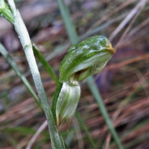 Bunochilus montanus (ACT) = Pterostylis jonesii (NSW) at Paddys River, ACT - suppressed