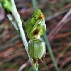 Bunochilus montanus (ACT) = Pterostylis jonesii (NSW) at Paddys River, ACT - suppressed