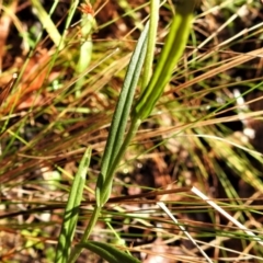 Bunochilus montanus (ACT) = Pterostylis jonesii (NSW) at Paddys River, ACT - suppressed