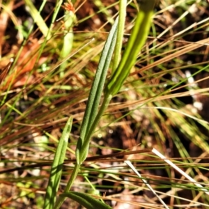 Bunochilus montanus (ACT) = Pterostylis jonesii (NSW) at Paddys River, ACT - suppressed