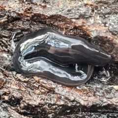 Parakontikia ventrolineata (Stripe-bellied flatworm) at Captains Flat, NSW - 16 Jul 2022 by trevorpreston