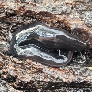 Parakontikia ventrolineata at Captains Flat, NSW - 16 Jul 2022