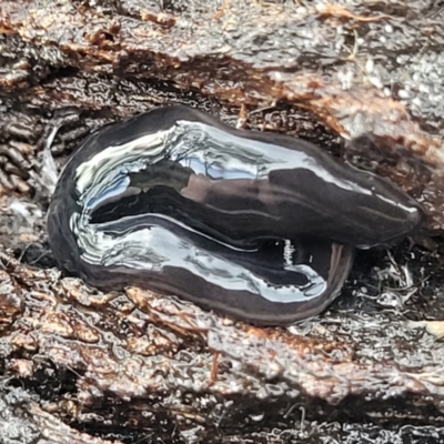 Parakontikia ventrolineata (Stripe-bellied flatworm) at Yanununbeyan State Conservation Area - 16 Jul 2022 by trevorpreston