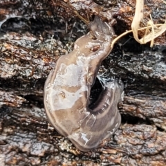 Parakontikia ventrolineata at Captains Flat, NSW - 16 Jul 2022