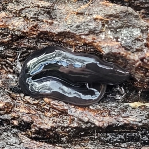 Parakontikia ventrolineata at Captains Flat, NSW - 16 Jul 2022