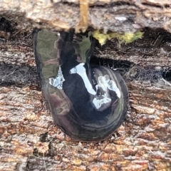 Parakontikia ventrolineata at Captains Flat, NSW - 16 Jul 2022