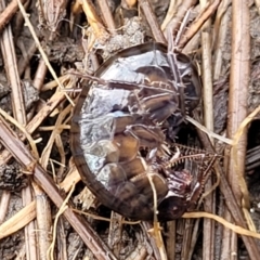 Amphipod (order Amphipoda, family Talitridae) (Lawn shrimp, landhopper) at Yanununbeyan State Conservation Area - 16 Jul 2022 by trevorpreston