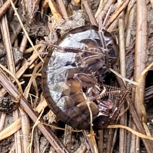 Amphipod (order Amphipoda, family Talitridae) at Captains Flat, NSW - 16 Jul 2022