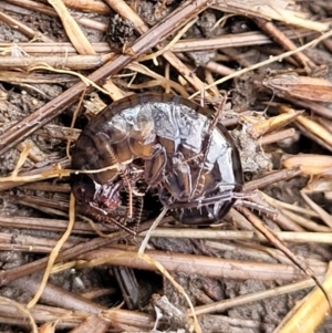 Amphipod (order Amphipoda, family Talitridae) at Captains Flat, NSW - 16 Jul 2022