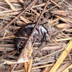 Amphipod (order Amphipoda, family Talitridae) at Captains Flat, NSW - 16 Jul 2022